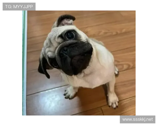 刘洋家的狗吃的比我都贵